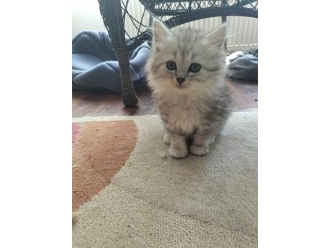 British longhair 2 aylık