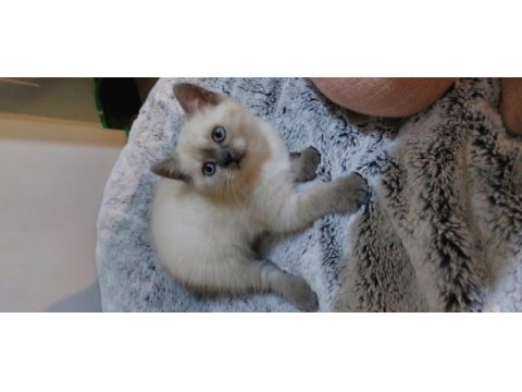 British shorthair blue point erkek
