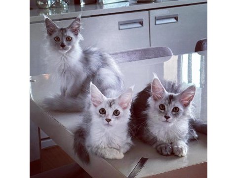 Safkan şecereli maine coon