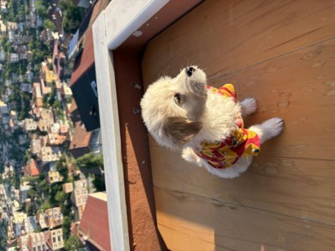 Üç aylık erkek maltipoo yavrusu