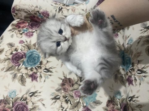 Eskişehir tepebaşı british longhair