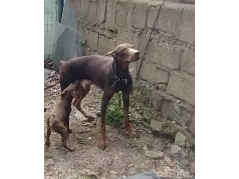 Saf ırk kızıl doberman yavrular