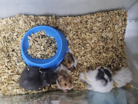 Suriye hamster dişi erkek karışık