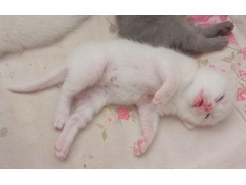 British shorthair bebekler - erkek ve dişi