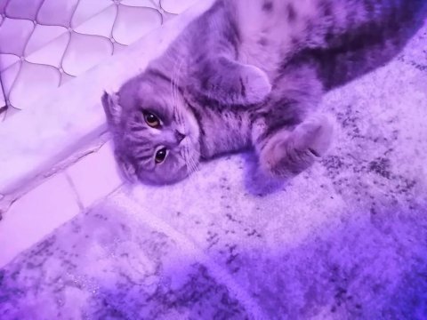Scottish fold kedisi