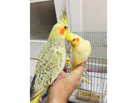 Sultan papağanı 2 aylıklar
