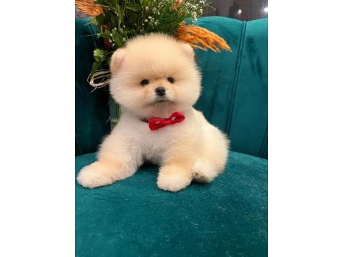 Anne babadan safkan pomeranian yavrularımız