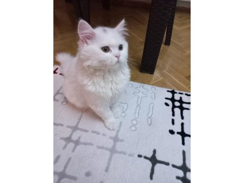 British longhair pamuk uysal kedicik