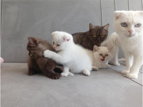 7 haftalık british shorthair