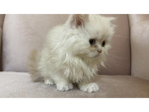 British longhair, vena yı sahiplendiriyoruz 2 aylık