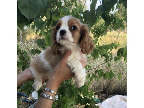 Ev ortamından biblo gibi cavalier king charles bebek
