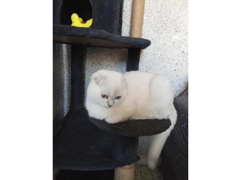 Mavi gözlü scottish fold prenses