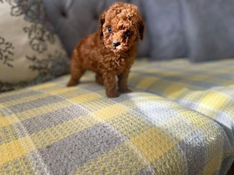 Tüy dökmeyen hipoalerjenik toy poodle