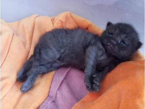 British shorthair yavrularımızı sahiplendiriyoruz