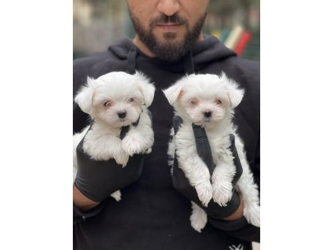 Orjinal kore kan maltese bebekler