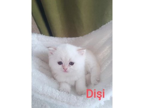 British shorthair golden dişi