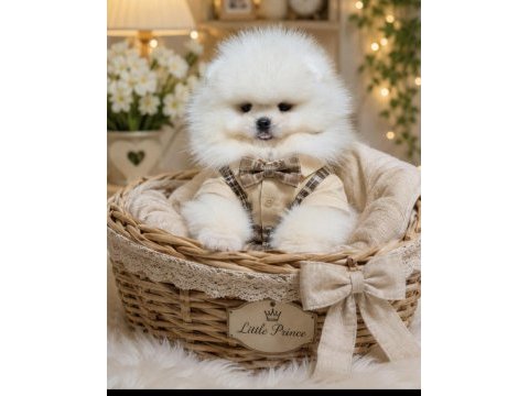 Üst kalite kar beyaz ayıcık yüz pomeranian boo erkek