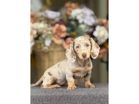 Dachshund bebekler bir çok seçenek ile çiftliğimiz