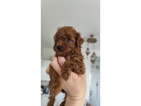 Kore teacup babadan kore teacup poodle bebekler