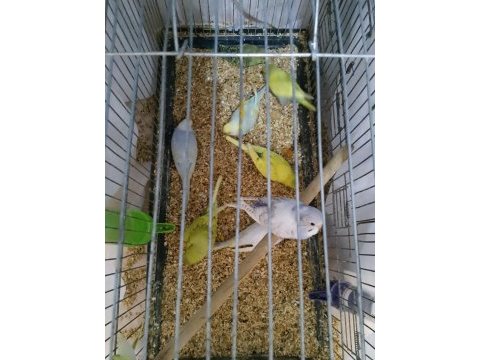 9 adet yeme düşmüş bebek muhabbet kuşu