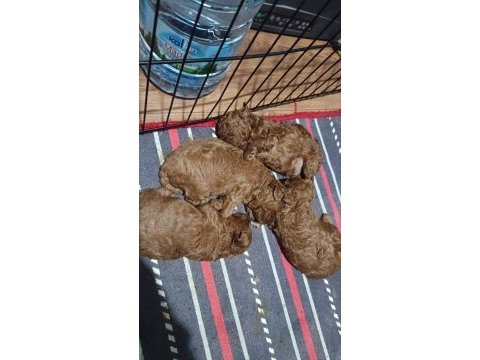 2 aylik orjinal toy poodle