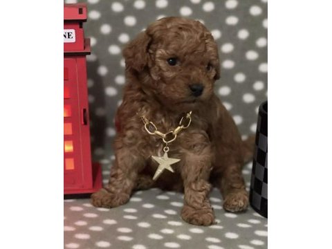 Toy poodle yavrusu
