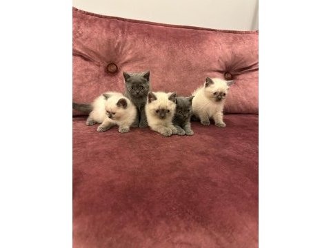 2 aylık yavru british shorthair