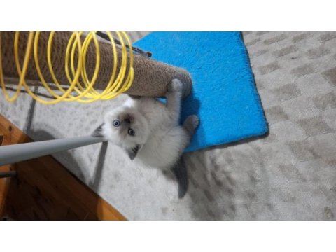 Küçük minnak kedilerim