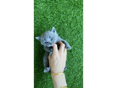 Gri ayı kafa yavru british shorthair