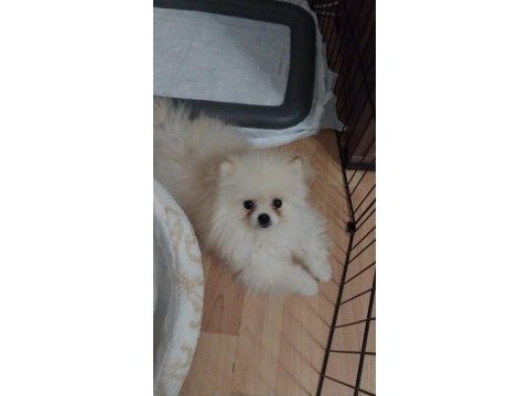 Ayı yüz pomeranian boo