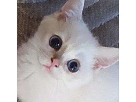 Safkan british shorthair