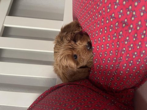 Dişi red brown toy poodle
