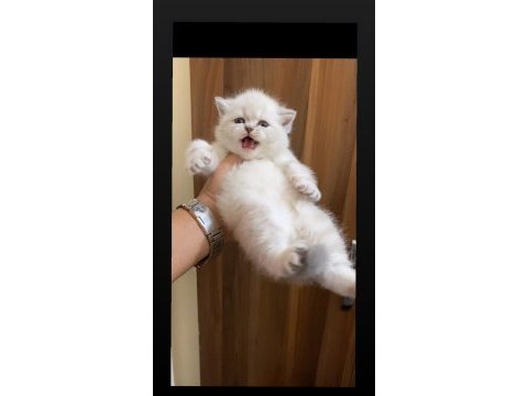 Safkan mavi göz ayıcık suratlı british shorthair yavrular