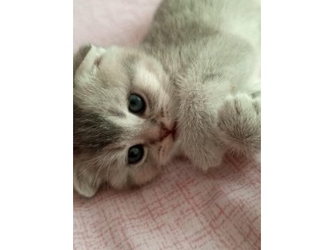 Sevimli oyuncu scottish fold