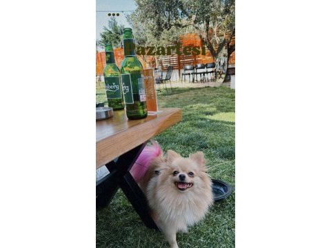Pomeranian köpeğimiz izmir