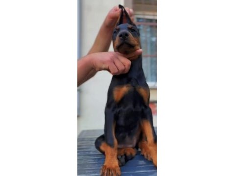 Yurt dışı kan hattı doberman yavrular