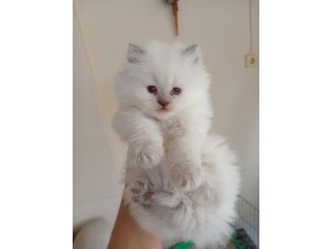 Yakışıklı erkek ve dişi bebek kediler