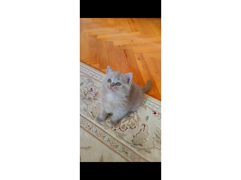 Şekerilinkoo;))