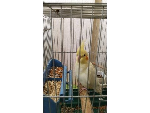 Lutino 8 aylık veteriner bakımlı sultan papağanı