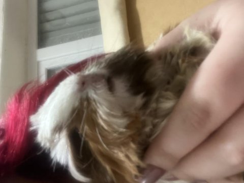 Guinea pig 3 aylık dişi