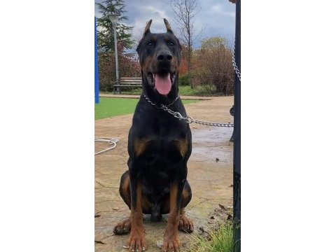 Üst segment yurt dışı hypertype doberman dişi yavrular