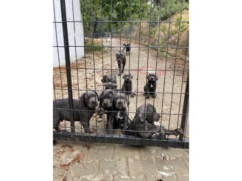 Dev cane corso yavruları