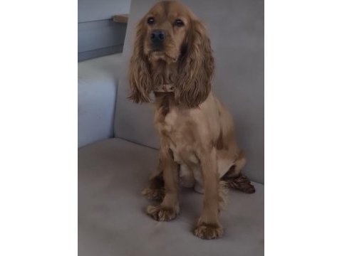 Yetişkin cocker sağlıklı orjinal full aşılı