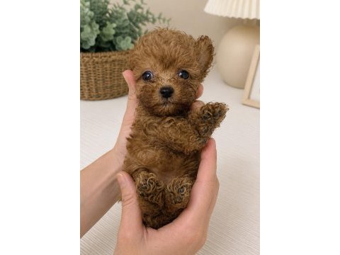 Maltipoo micro teacup kore