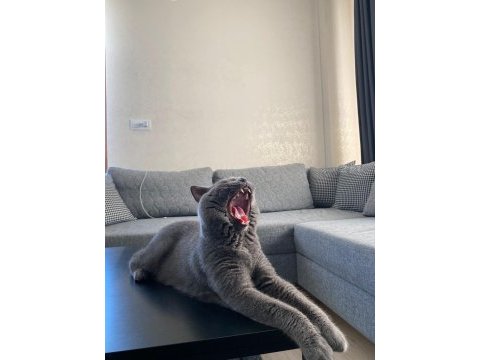 British shorthair oğlum kızgınlıkta