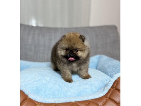 Orjinal tea cup ayı surat orange pomeranian boo