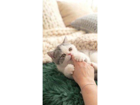 Çok tatlı yavru kedimiz
