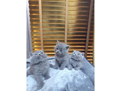 Safkan british shorthair bebekler