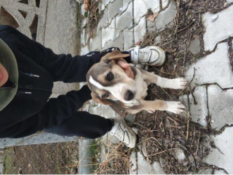 2,5 aylık dişi beagle