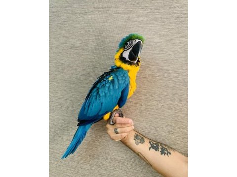 Yavru ara macaw papağanı